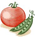 tomato and peas vector image vector image