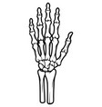 skeleton bone hand vector image vector image