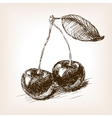 cherry fruit sketch vector image