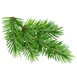 green fluffy pine branch isolated on white vector image