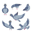 cartoon set of funny pigeons vector image