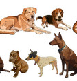 seamless background with dogs vector image