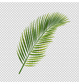 palm leaf isolated transparent background vector image