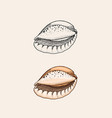sea shell or mollusca different forms engraved vector image vector image