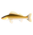 ruffe fish one quality isolated vector image vector image