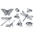 insects sketch decorative set in sketch style vector image