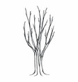 tree silhouette on white background vector image