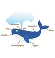 whale vocabulary part of body vector image vector image
