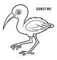 Coloring book scarlet ibis Royalty Free Vector Image
