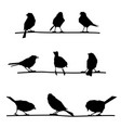 birds on branches vector image