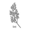 dill ink sketch vector image