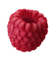 a juicy raspberry isolated on white vector image
