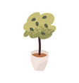 green plant growing in pot leaf houseplant vector image
