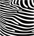 zebra vector image