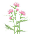 thistle with leaves vector image