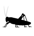 black silhouette a grasshopper vector image vector image