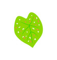 caladium florida clown green leaf with pink vector image vector image