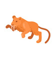 primitive age lion composition vector image vector image