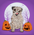 halloween pug fully wrapped in mummy linen vector image vector image