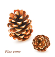 pine cones vector image vector image