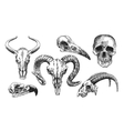 animal skull vector image