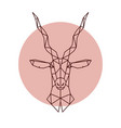 geometric head of the antelope vector image