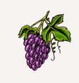 bunch grapes berry leaves table fruit vector image vector image